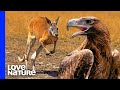 Australia's Largest Eagle Attacks Kangaroo