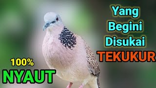 Derkuku jawa kuk 1 super gacor suara merdu indah, cocok buat PANCINGAN TEKUKUR yang malas bunyi