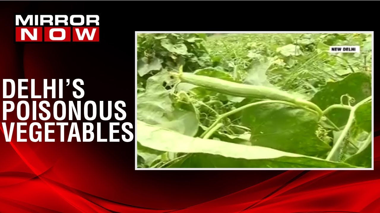 High lead levels found in vegetables in Delhi as per report; prolonged consumptions termed unsafe kavita krishnan family
