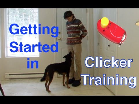 Clicker Training a Bird Dog Retrieve Part 1 Shaping and ...
