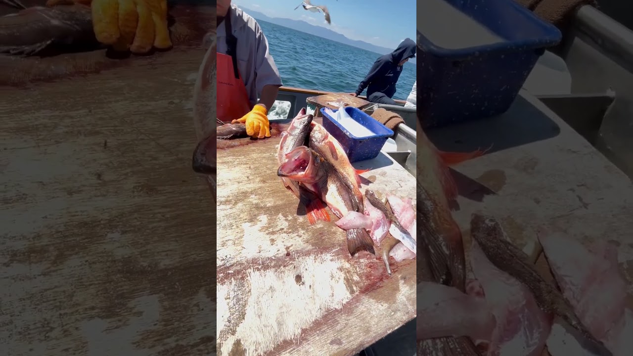 Fillet fish on a Deep sea Fishing Boat #3 #filletfish #deepseafishing #fishing #shortsyoutube