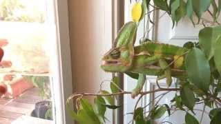 Chameleon tongue in Slow Motion by Thiago Oliveira 15,721 views 8 years ago 2 minutes, 51 seconds