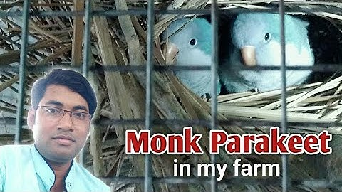 Monk Parakeet nest box setup and nesting tips in hindi @softwings1731 #Monkparakeet
