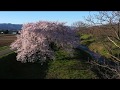 馬渡川の桜  (ドローン編 1 ) - Goyu