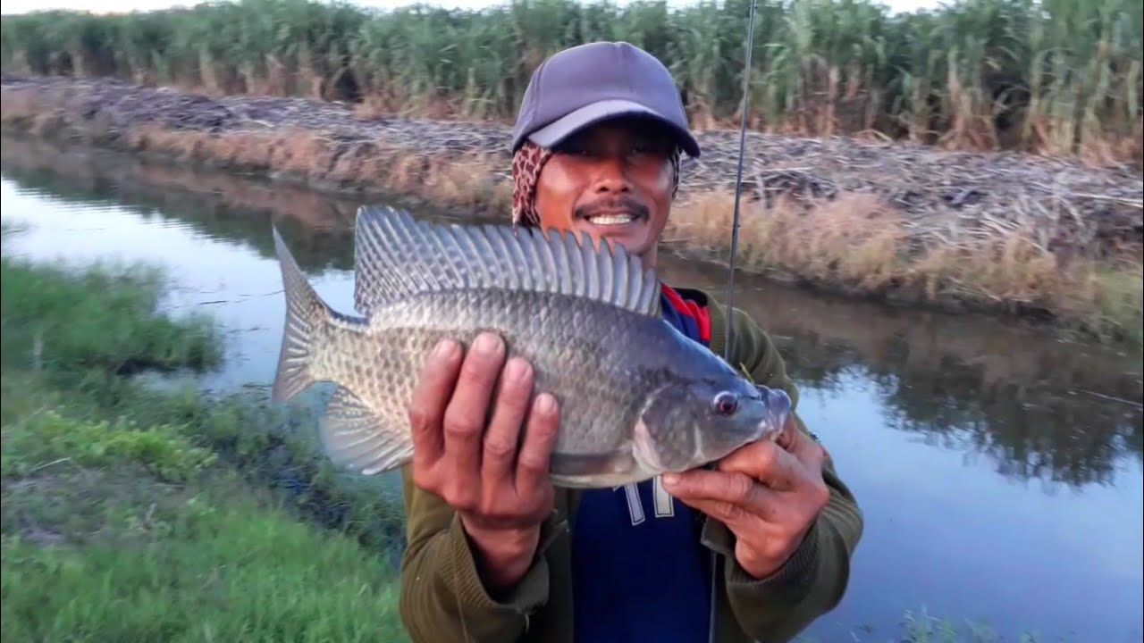 mancing ikan nila babon terganas pancing bapak ini sampai putus