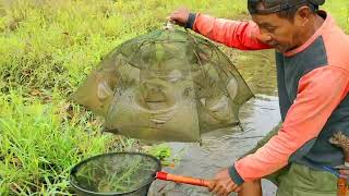 Ngambil ikan berenyit di sawah