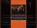 The Incredible Power of the Belgian Bull 🐂 | Unbelievable Animal Facts