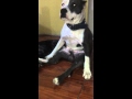 Perro pitbull y su graciosa forma de sentarse