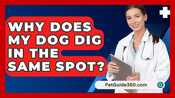 Why Does My Dog Dig In The Same Spot? - PetGuide360.com
