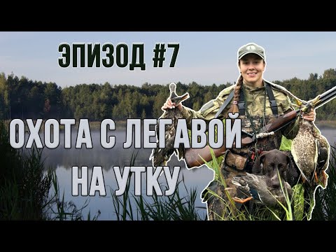 ОХОТА С ЛЕГАВОЙ НА УТКУ. Эпизод #7 - YouTube