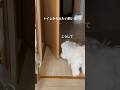 飼い主にトラップを仕掛ける犬 #チワマル