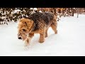 Airedale terriers  their response to strangers