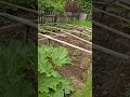 سبزی تازه واقعا خوشمزه بود     طبيعت سبزی سبزیجات