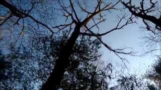 Dead Fall and Property Selection