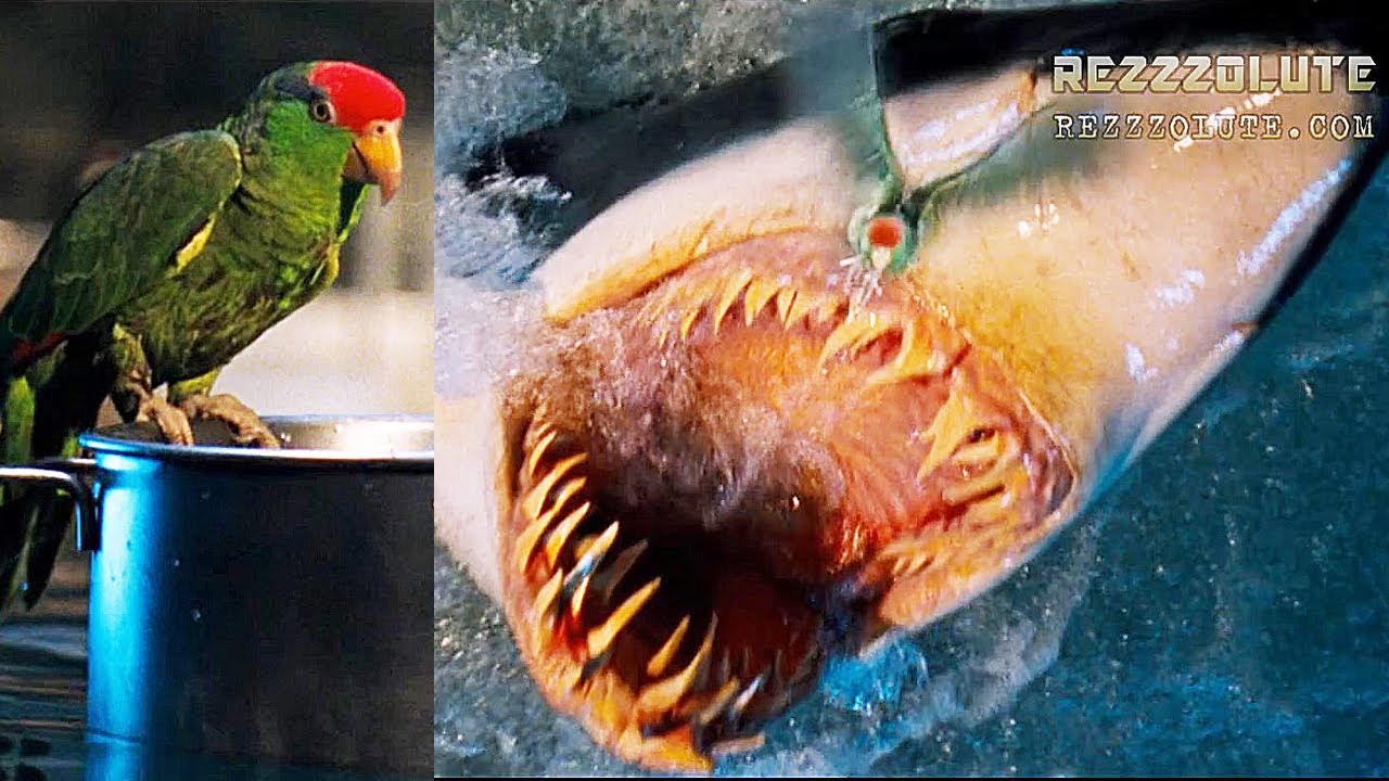 Parrot vs Shark - YouTube