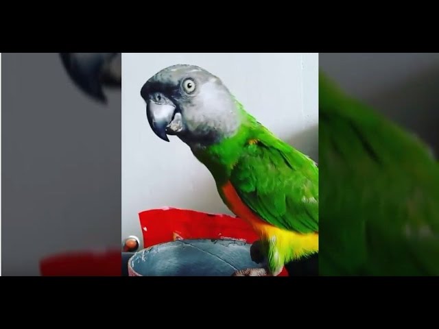 Chlpatý muži s veľkými vtáky