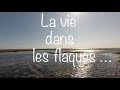 La vie dans les flaques   mare basse