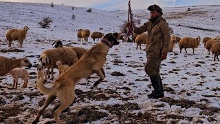 راعي غنم وسط الثلوجكلاب الكانجال  ترويم النعجة النافر