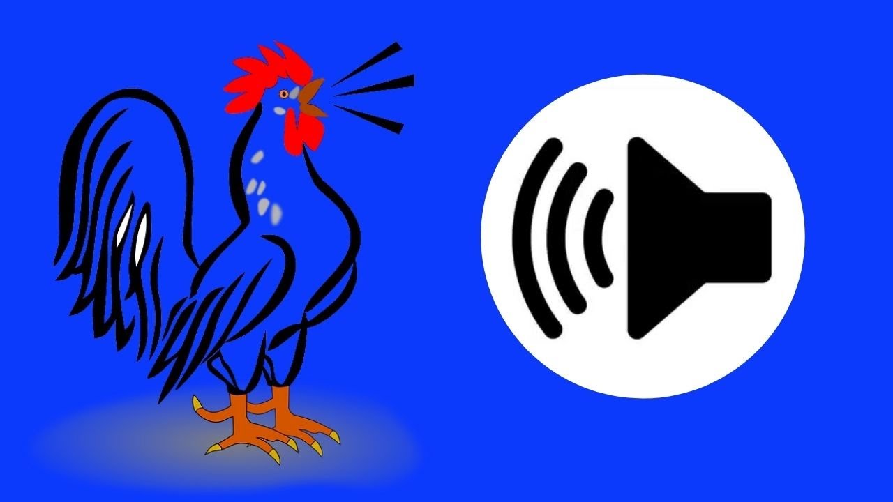 canto de galo para despertador