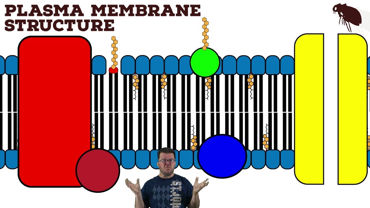 Plasma Membrane Structure - YouTube
