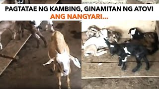 Pagtatae ng kambing, ginamitan ng Atovi. Ang nangyari... screenshot 2