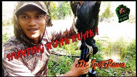 BERBURU RUAK RUAK DI SIANG HARI || Spot Rawa