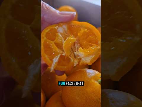 They Sent Me GOLD (But It’s Citrus!) 🍊💥 #rawfooddiet #fruitarian #highrawvegandiet