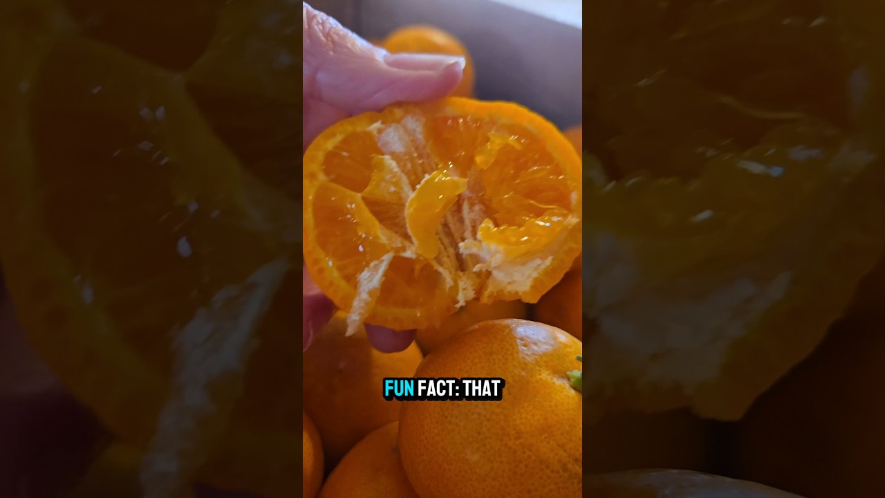 They Sent Me GOLD (But It’s Citrus!) 🍊💥 