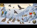 Frozen Paradise: Amazing Snow Birds in the Winter Wilderness (4K)