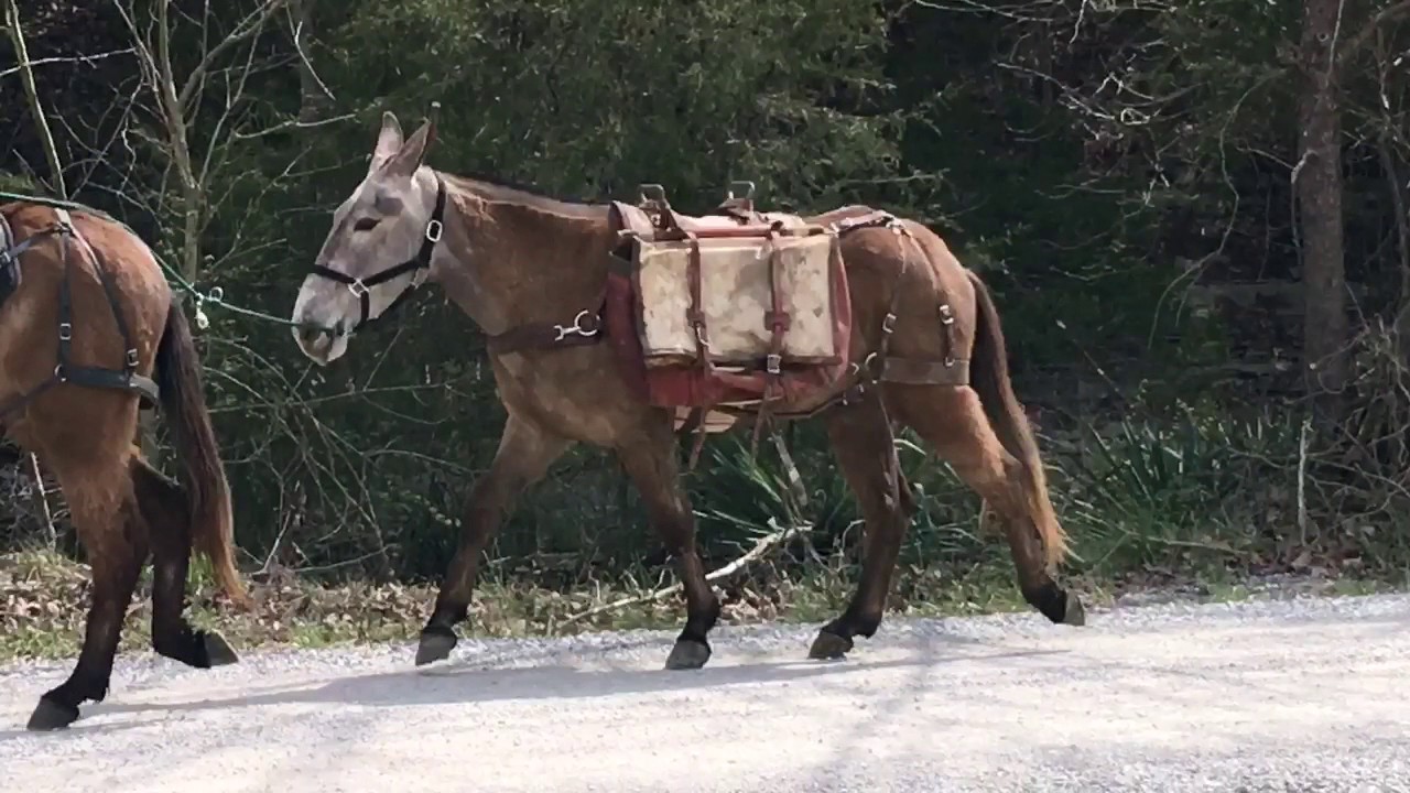 Rusty. Packing video. Packing expert !! - YouTube