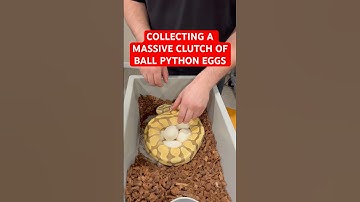 Collecting a MASSIVE clutch of Ball Python Eggs🔥