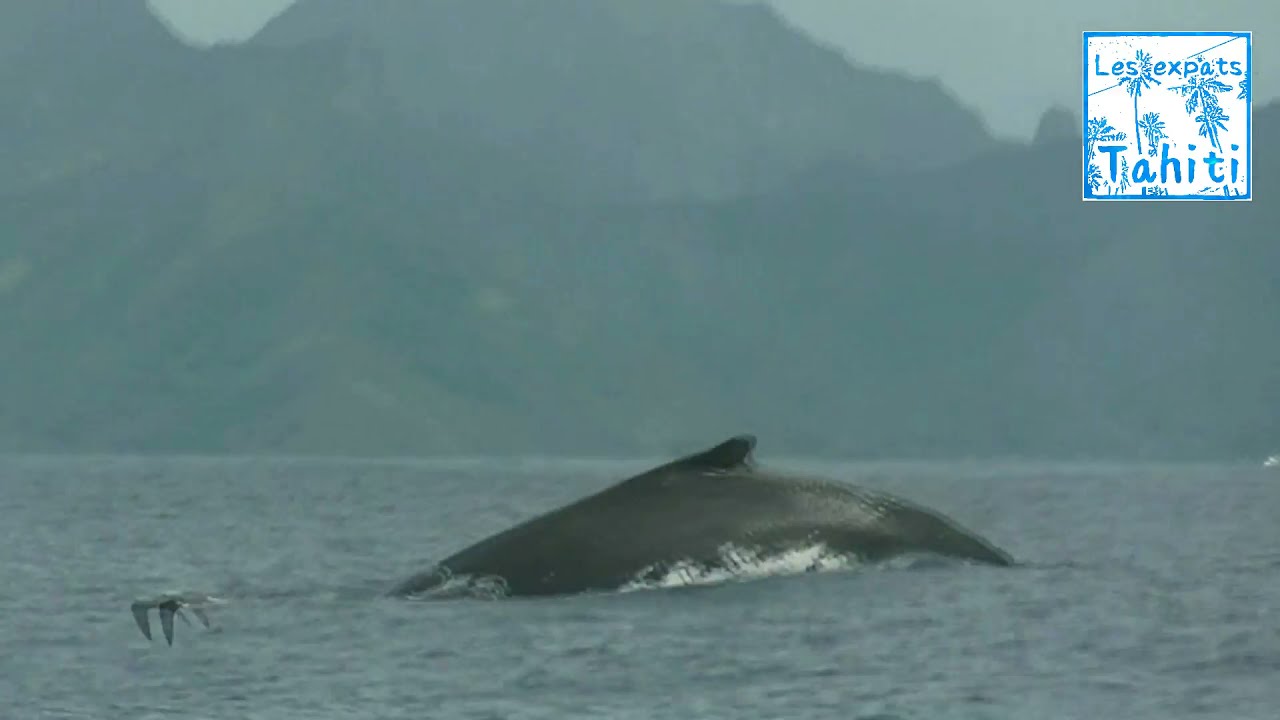 rencontre avec le male