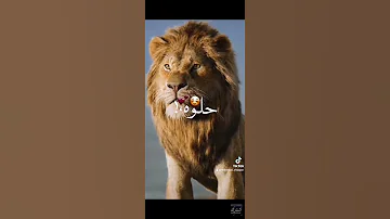 كل الي جاي سواد وادي طلقتين عربون 
