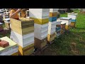 Содержание пчёл в 8-рамочных ульях. 2017 год. Снимаем мед