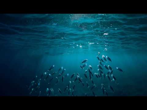 The Seafarer (An Oral Performance)