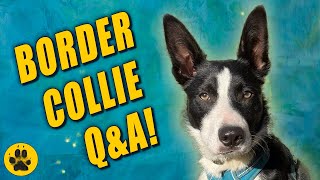 Things You Should Know about Border Collies Part 2 by The Dog Vlog 6,233 views 2 years ago 17 minutes