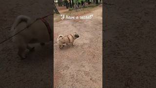 "I have a secret" #pug #tommy #mypug #speakpug #cute #cutedog #pets #강아지 #타미 #강아지일상