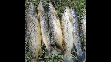 trout fish gilgit baltistan