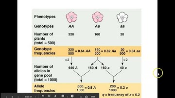 AP Bio Evolution of Populations