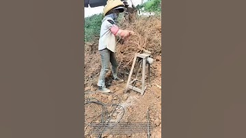 Efficient cassava root cleaning: improving post-harvest handling