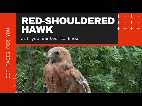 Red-shouldered Hawk facts 🦅 breeding range spans North America and California and 🇲🇽