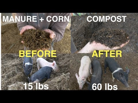 Earning $$ With Compost & Pigs on Your Homestead