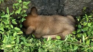 With both legs paralyzed, the helpless puppy lay crying loudly on the grass along the roadside