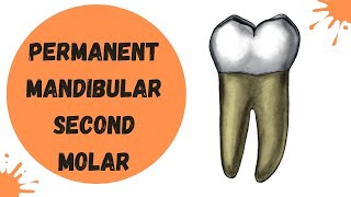 Permanent Mandibular Second Molar | Tooth Morphology Made Easy!