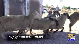 City of Fountain turns to sheep for short-term weed control project