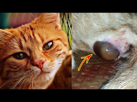 Video: Di mana kucing hiu tinggal?