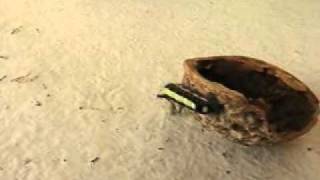 Caterpillar On An Nutshell