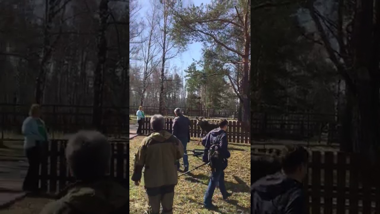 Всероссийский экологический субботник «Зеленая Россия» в национальном парке «Лосиный остров» защита окружающей среды сочинение