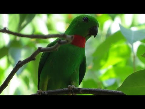 BURUNG SERINDIT MELAYU Teripas Blue Crowned Hanging Parrot
