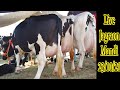 Detail coverage Jagraon Mandi Punjab 23 October 2021 I Excellent Holstein Friesian Cow for sale